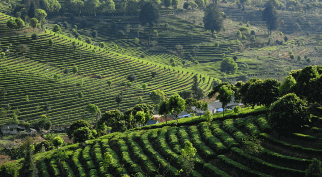 les bienfaits du thé noir de Yunnan
