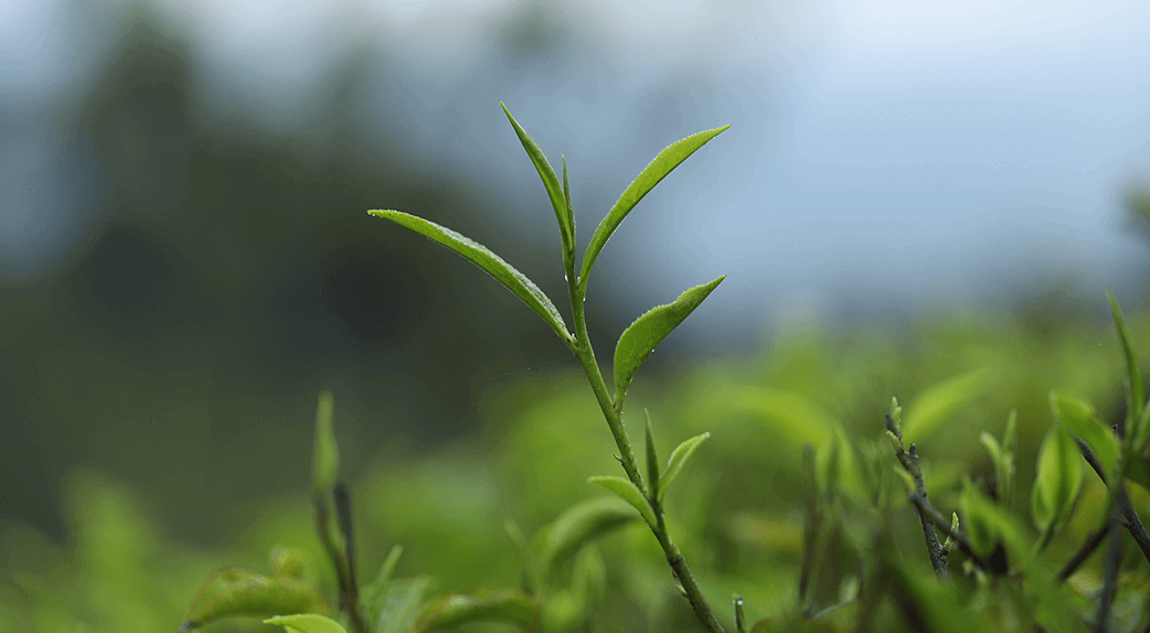 Quelles sont les normes bios à respecter pour le thé ? | Kusmi Tea