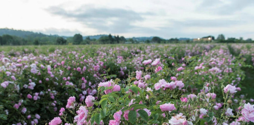 La rose et le thé : un mariage de goûts et de bienfaits