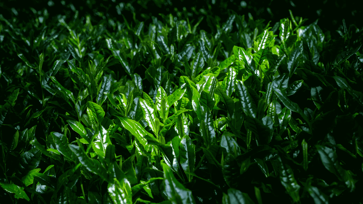 bienfaits-the-gyokuro