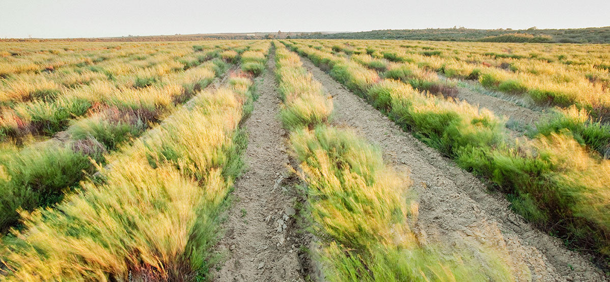 Le rooibos, le « buisson rouge » d’Afrique du Sud